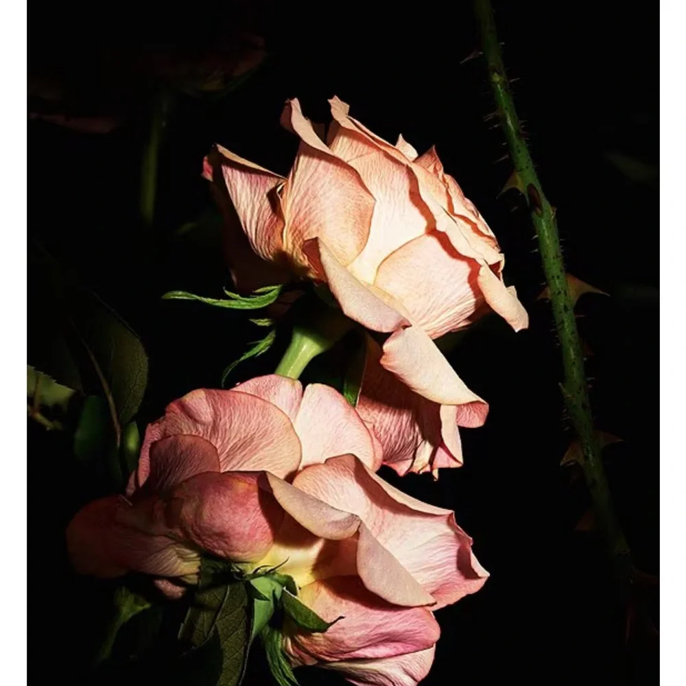 Yves Saint Laurent Blouse Impertinent Rose Hand and Body Wash - Picture 6 of 6